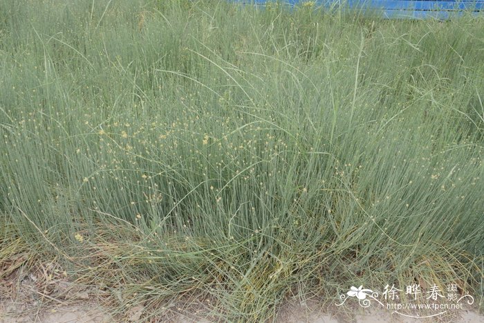 草麻黄Ephedra sinica