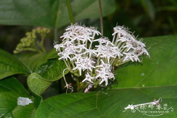 腺茉莉Clerodendrum glandulosum