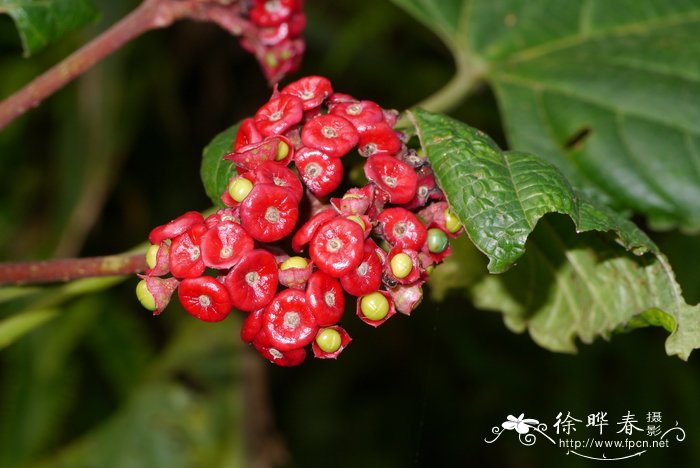 腺茉莉Clerodendrum glandulosum