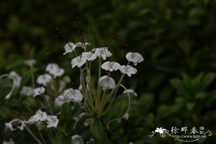 音符花Clerodendrum incisum