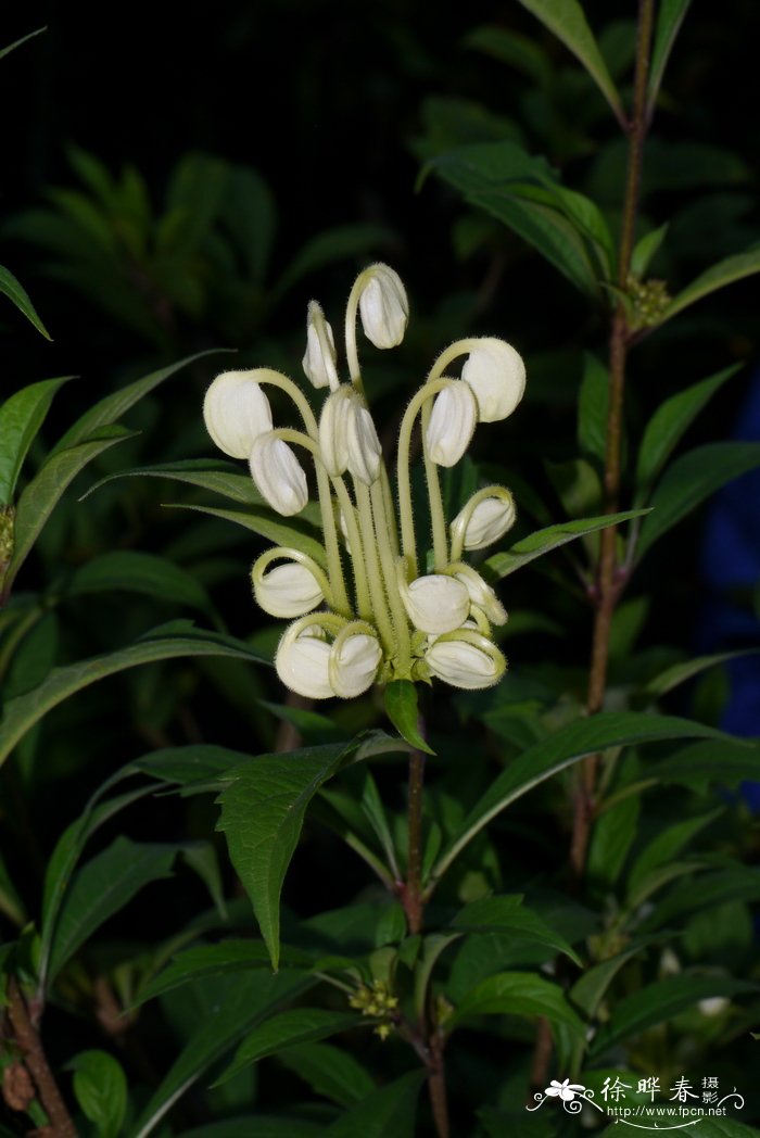 音符花Clerodendrum incisum