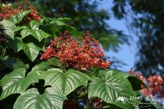 圆锥大青Clerodendrum paniculatum