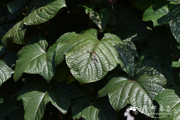 圆锥大青Clerodendrum paniculatum