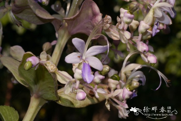 三对节Clerodendrum serratum