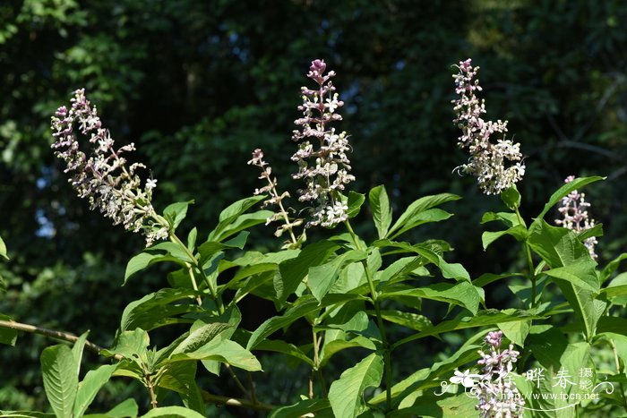 三对节Clerodendrum serratum