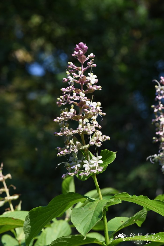 三对节Clerodendrum serratum