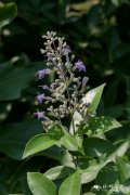 蔓荆Vitex trifolia