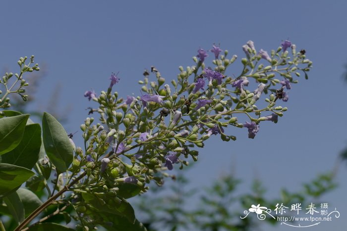 蔓荆Vitex trifolia