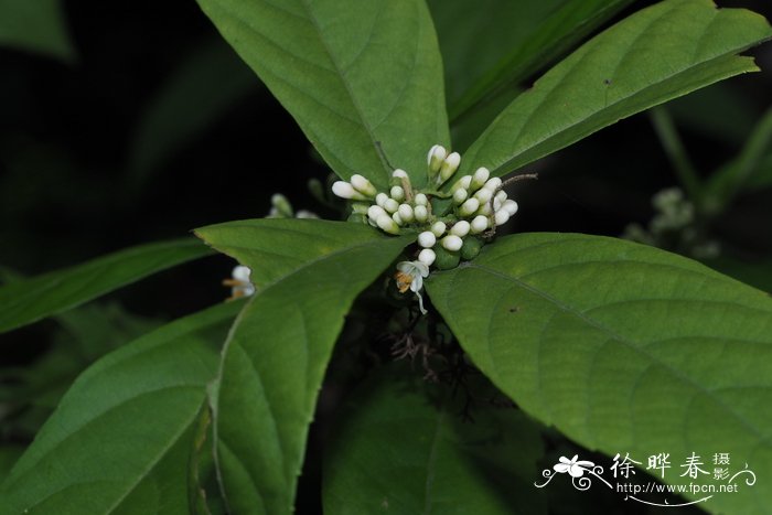 短柄紫珠Callicarpa brevipes