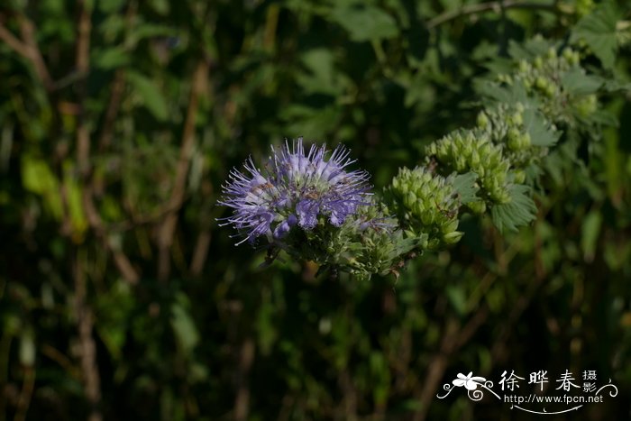 光果莸Caryopteris tangutica