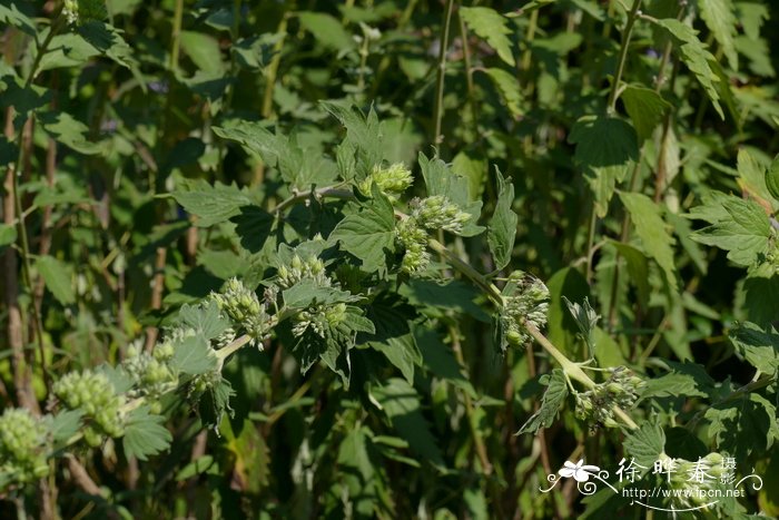 光果莸Caryopteris tangutica