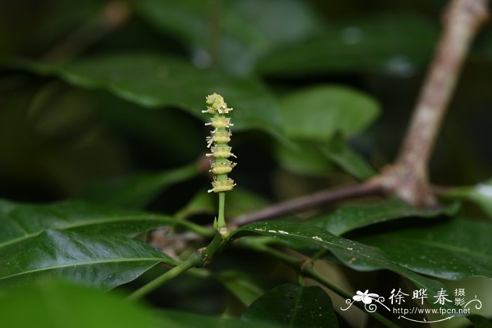 灌状买麻藤,显轴买麻藤Gnetum gnemon