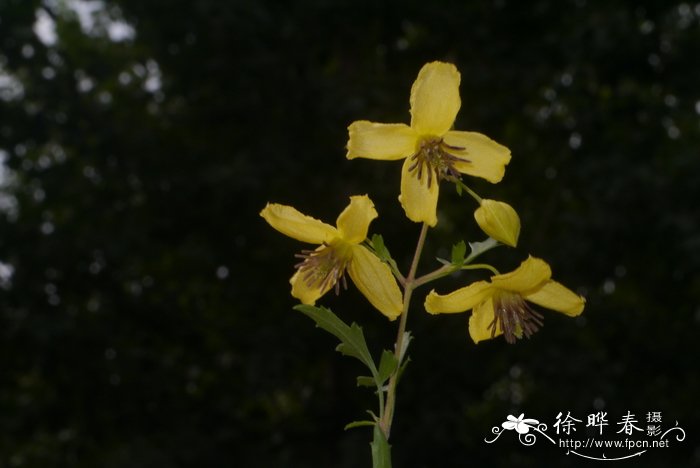 灌木铁线莲Clematis fruticosa