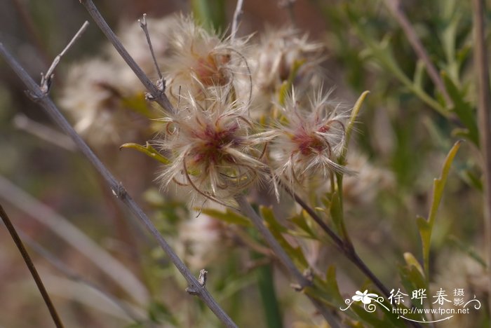 灌木铁线莲Clematis fruticosa