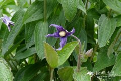 全缘铁线莲Clematis integrifolia