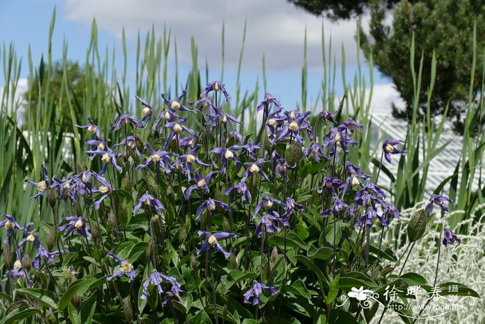 全缘铁线莲Clematis integrifolia