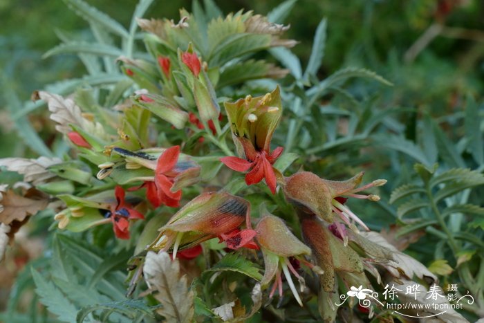 多毛蜜花Melianthus comosus