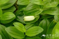 镰叶黄精Polygonatum falcatum