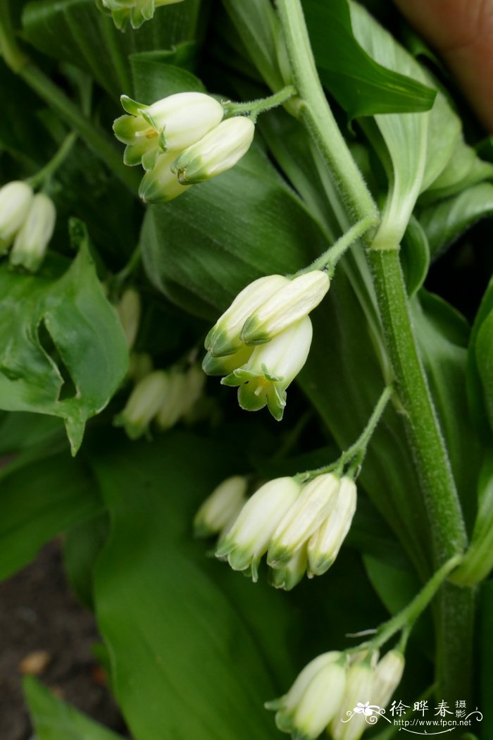 '所罗门'九龙环 Polygonatum multiflorum 'Solomon's Seal'