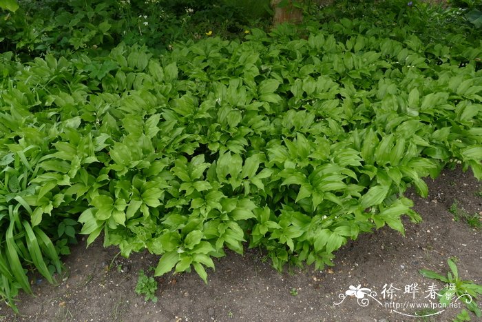 '所罗门'九龙环 Polygonatum multiflorum 'Solomon's Seal'