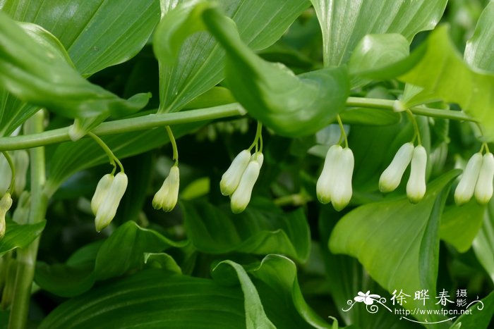 九龙环Polygonatum multiflorum