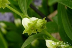 ‘重瓣’玉竹Polygonatum odoratum 'Flore Pleno'