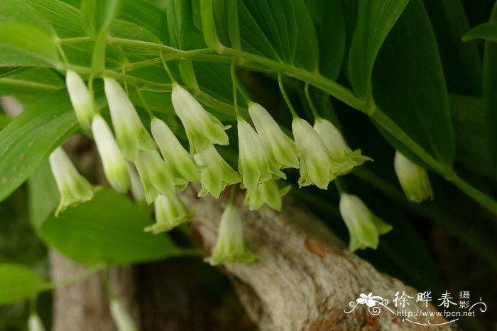 ‘重瓣’玉竹Polygonatum odoratum 'Flore Pleno'