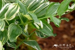 '花叶'萎莛 Polygonatum odoratum var. pluriflorum 'Variegatum