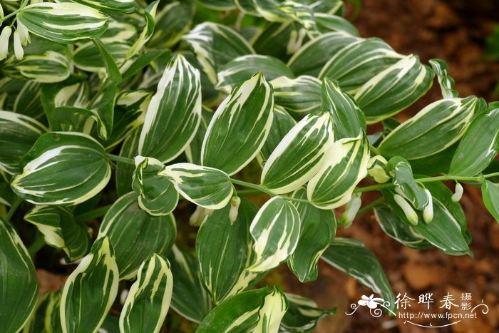 '花叶'萎莛 Polygonatum odoratum var. pluriflorum 'Variegatum