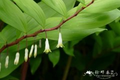 老鸦嘴叶黄精 Polygonatum odoratum var. thunbergii