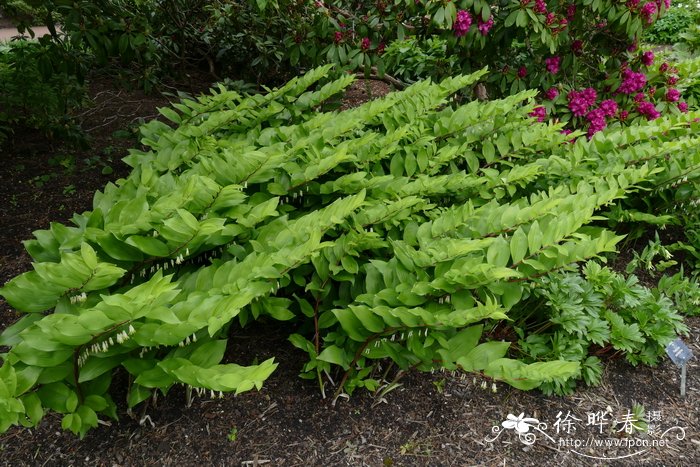 老鸦嘴叶黄精 Polygonatum odoratum var. thunbergii