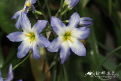 辉熠花 Leucocoryne ixioides