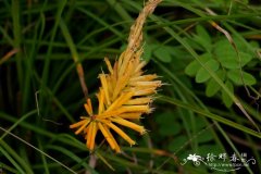 芒果棒冰火炬花 Kniphofia 'Mango Popsicle'