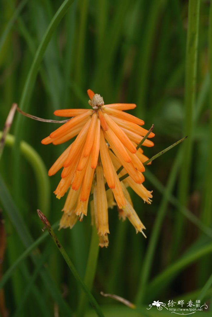 芒果棒冰火炬花 Kniphofia 'Mango Popsicle'