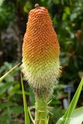 诺氏火把莲 Kniphofia northiae