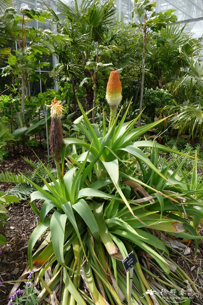 诺氏火把莲 Kniphofia northiae