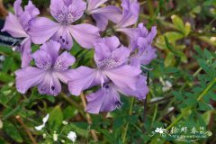 紫六出花 Alstroemeria violacea