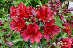 '蕾拉王妃'六出花Alstroemeria 'Princess Leyla'