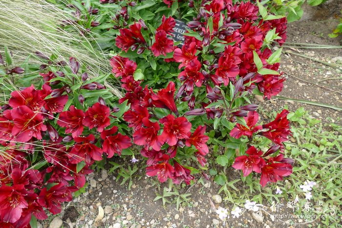 '蕾拉王妃'六出花Alstroemeria 'Princess Leyla'