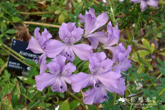 紫六出花 Alstroemeria violacea