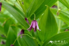 披针叶扭柄花Streptopus lanceolatus