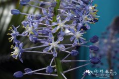 铅灰青玫花 Merwilla plumbea