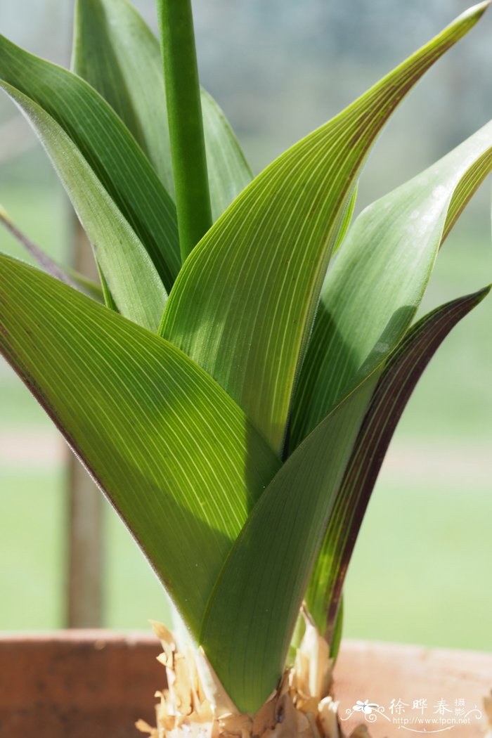 铅灰青玫花 Merwilla plumbea