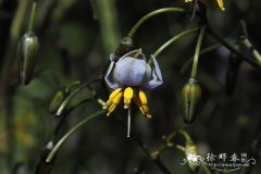 塔斯马尼亚山菅兰 Dianella tasmanica