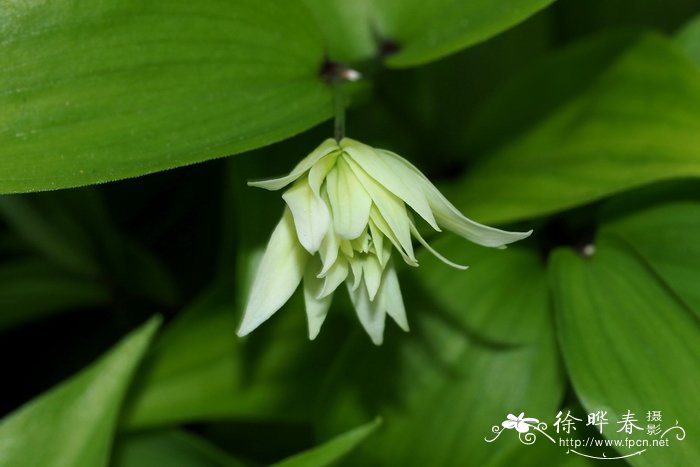 '重瓣'山东万寿竹 Disporum smilacinum 'Flore-pleno'