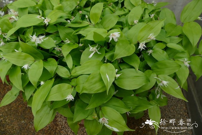 '重瓣'山东万寿竹 Disporum smilacinum 'Flore-pleno'