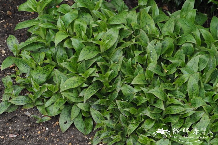 硬毛油点草 Tricyrtis hirta