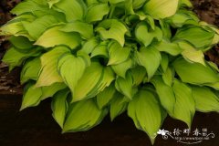 '饼干'玉簪Hosta 'Cracker Crumbs'