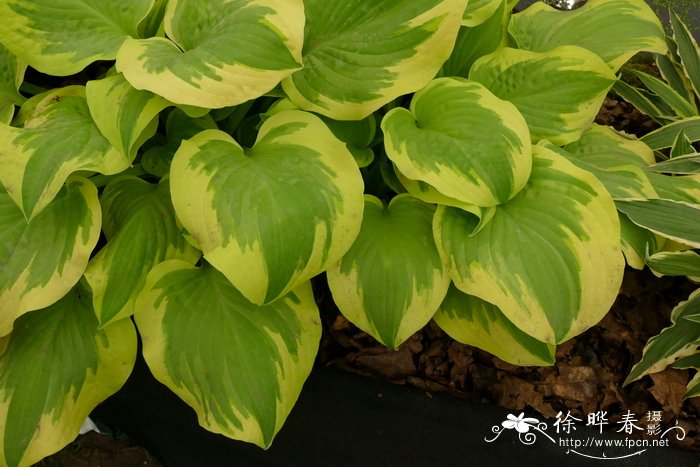 '三角洲黎明'玉簪Hosta 'Delta Dawn'