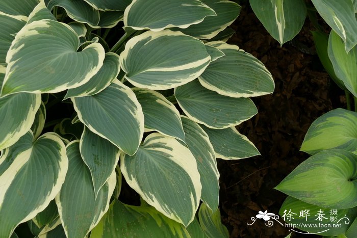 '厄尔尼诺'玉簪 Hosta 'El Nino'